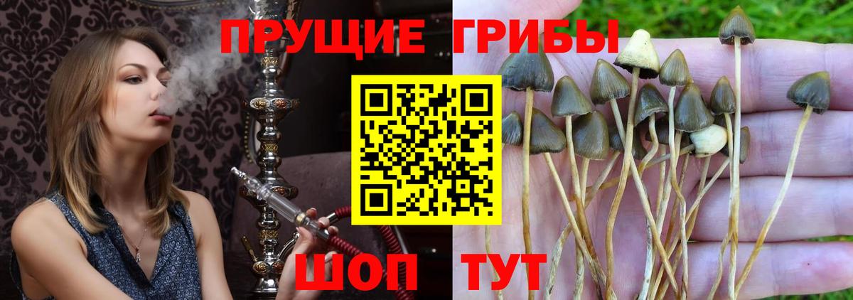 Псилоцибиновые грибы Psilocybine cubensis Сунжа